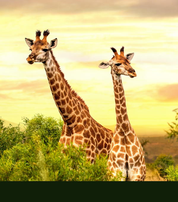 8 DAYS TANZANIA SAFARI