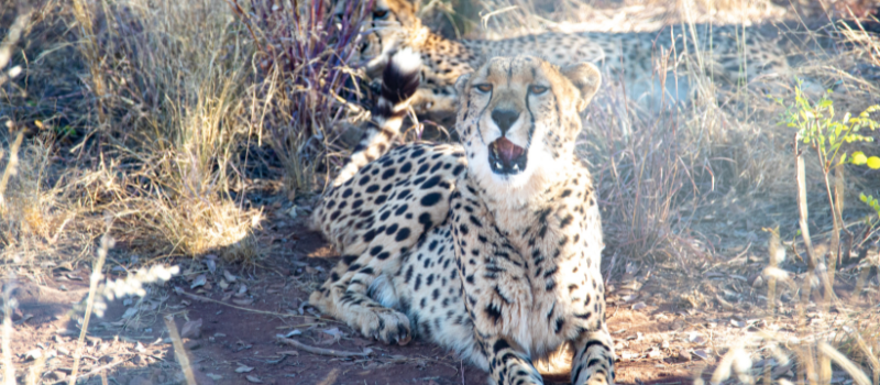 5 DAYS ESSENCE OF THE WILD