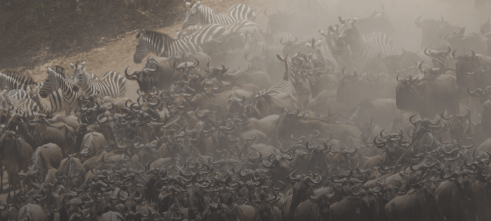 GREAT MIGRATION