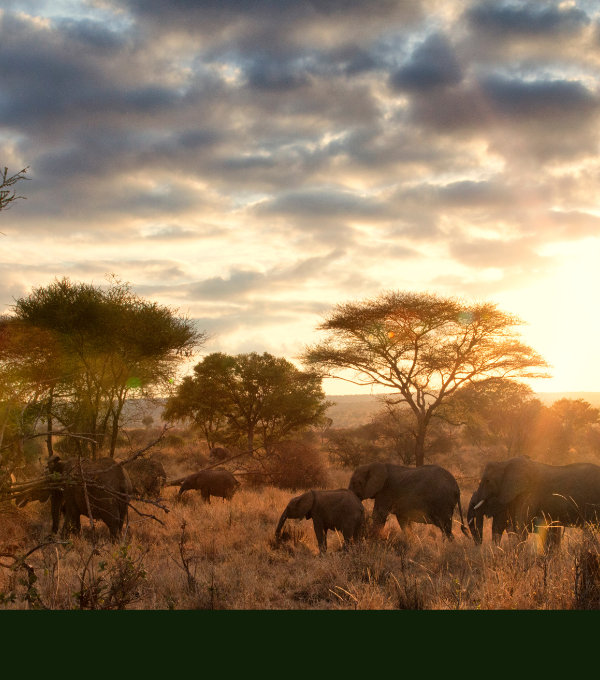 5 DAYS TANZANIA SAFARI