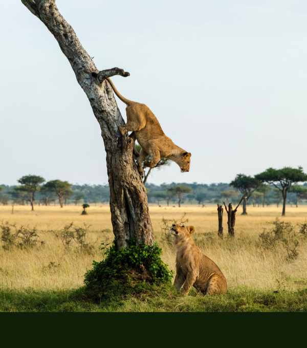 6 DAYS TANZANIA SAFARI