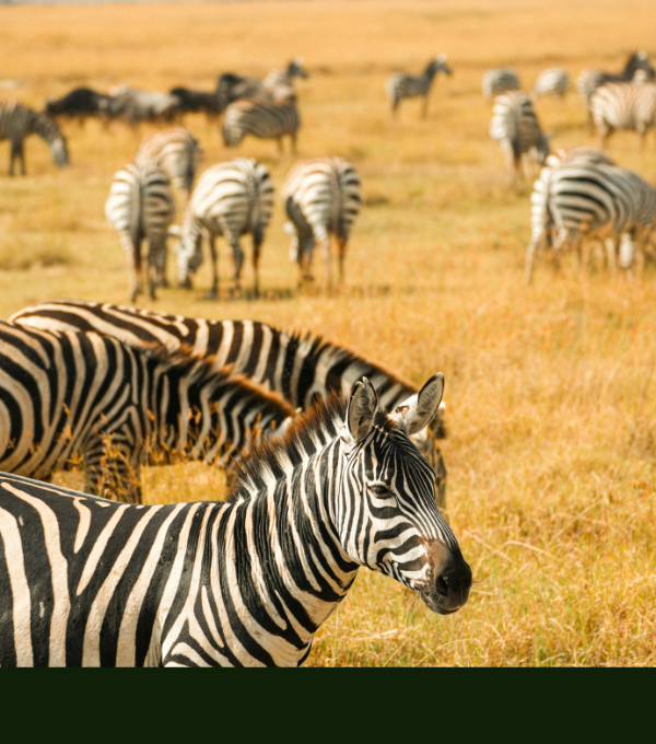 7 DAYS TANZANIA SAFARI