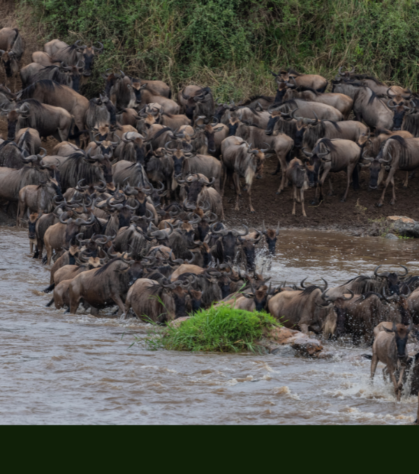 10 DAYS WILDBEEST MIGRATION SAFARI