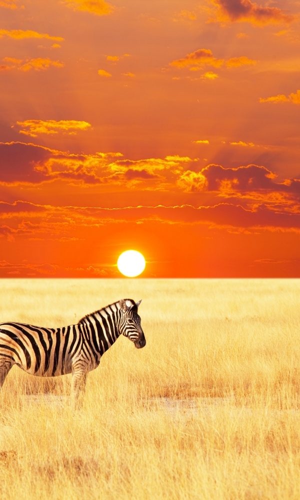7 Days Safari Specialist in Tanzania