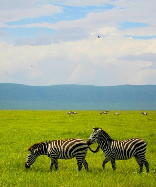 KHANGA SAFARI (500 x 600 px) (2)