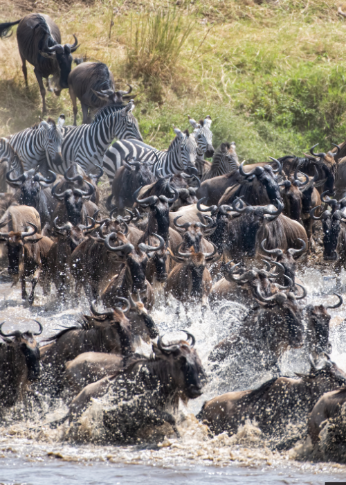​8 Days Great Migration Quest